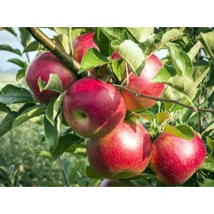 Jabloň domáca (Malus domestica) ´GALA´ - zimná, výška 160-180 cm, kont. C6L